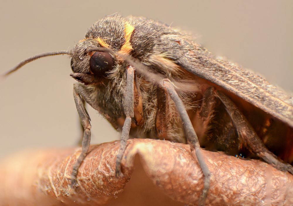 Photograph by Norman Celis