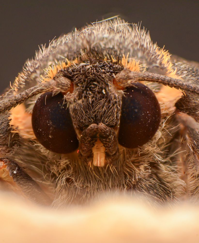 Photograph by Norman Celis