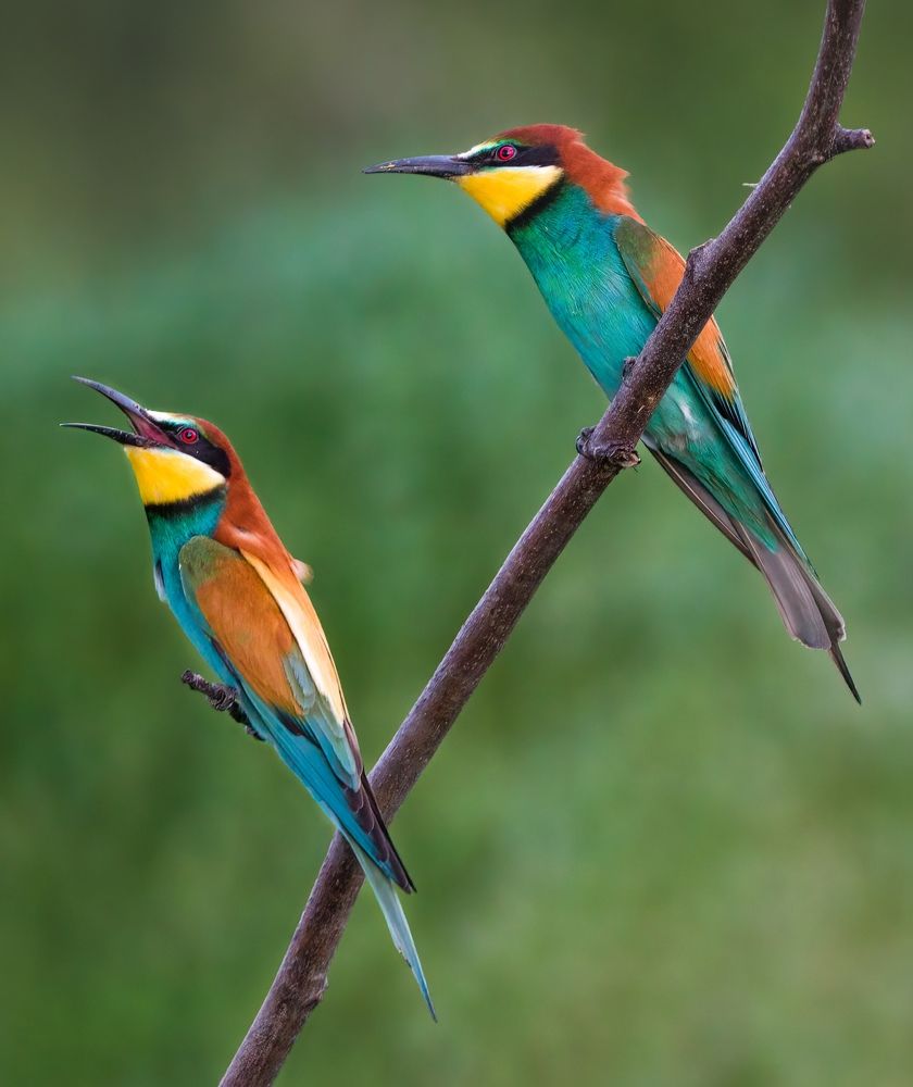 Фотография автора Sebastian Popa