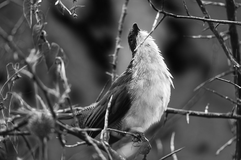 Photograph by Henri Burger