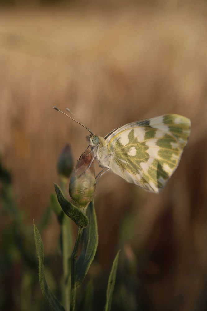 Photograph by Roghayeh Dannandeh