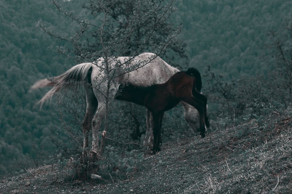 A horse and its foal