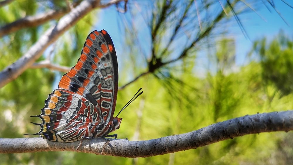 Photograph by Kobbie Pessach