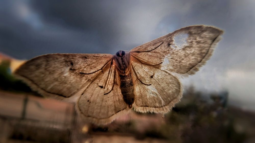 Photograph by Kobbie Pessach