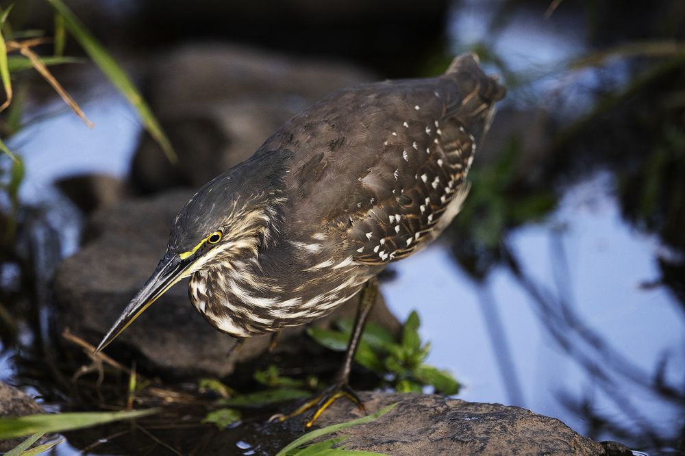 Photograph by Henri Burger