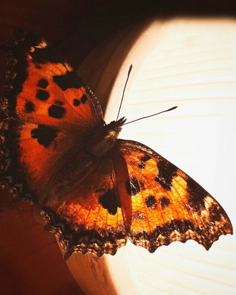 Photograph by Татьяна Волохова