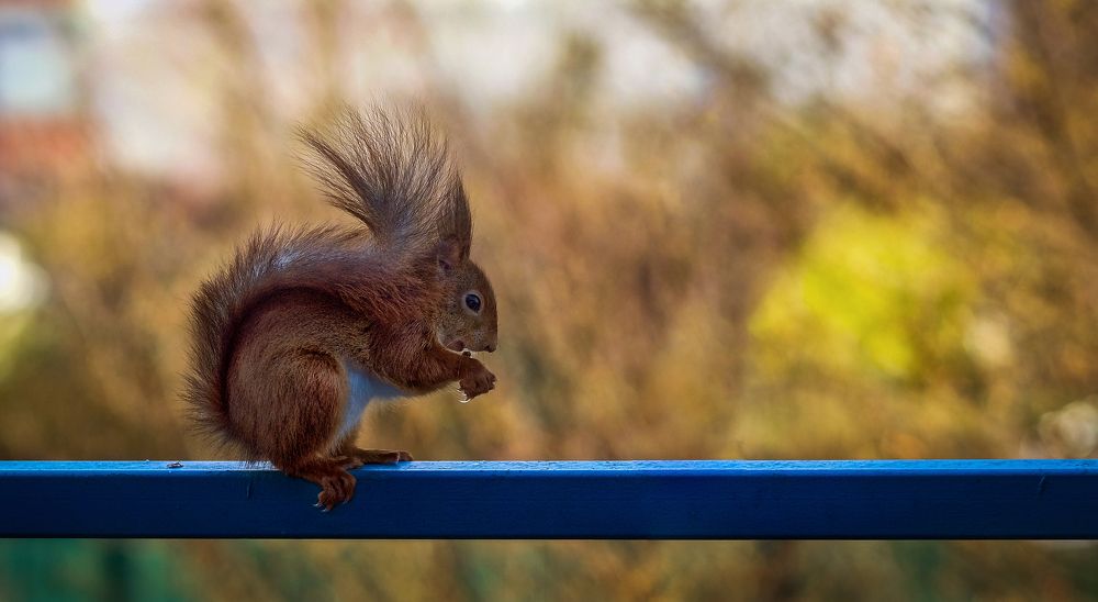 Фотография автора Mojtaba Chenari