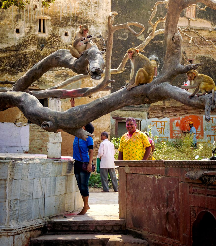 Monkeys of Vrindavan - The Squad