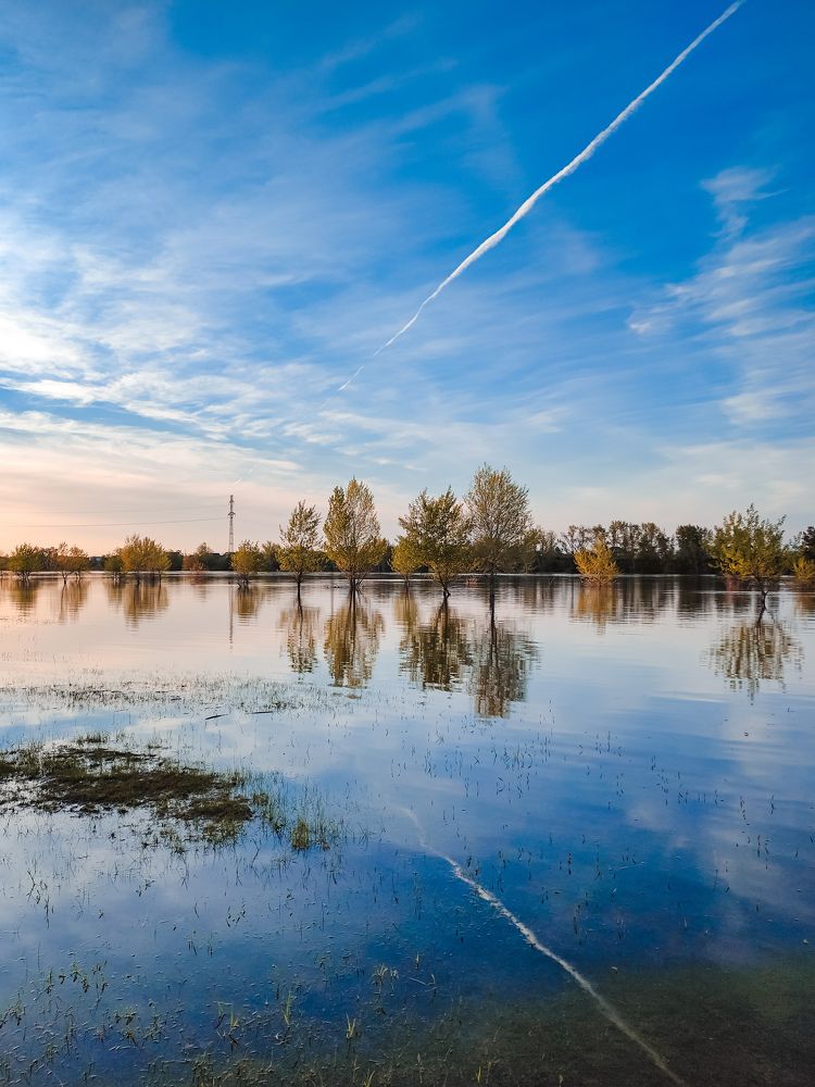 Весенние красоты