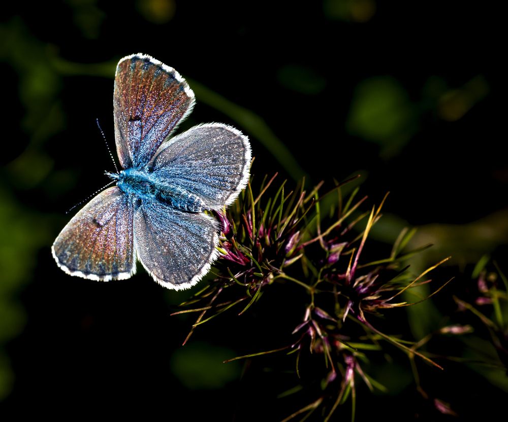 Photograph by Stamen Sotirov
