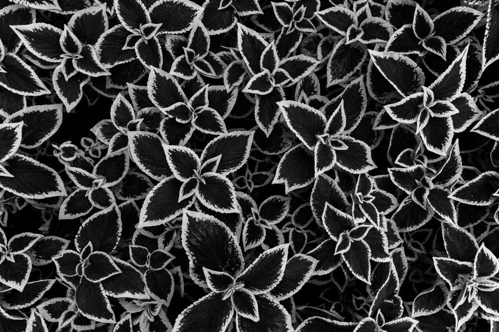 Photograph by Максим Точилкин