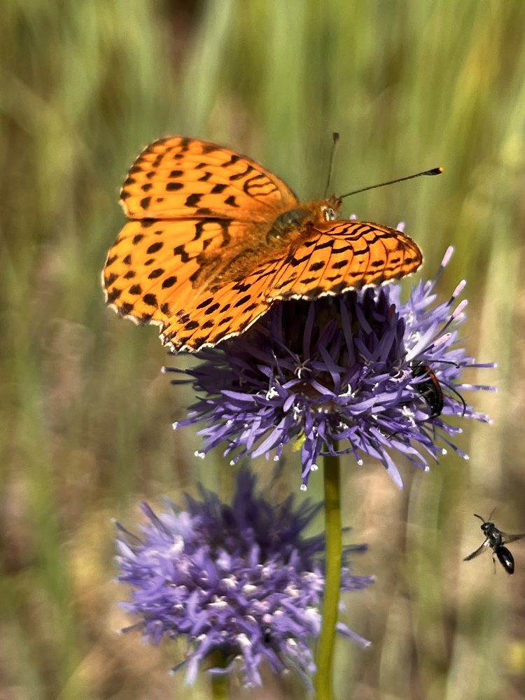 Фотография автора Евгения Булавина