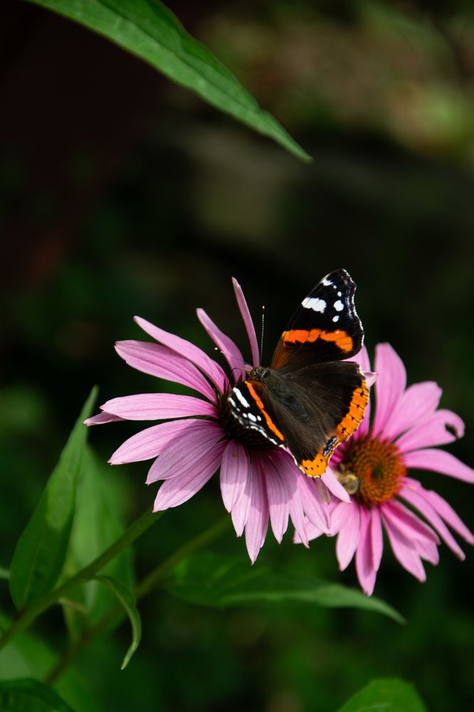 Photograph by Сидоренко Оксана