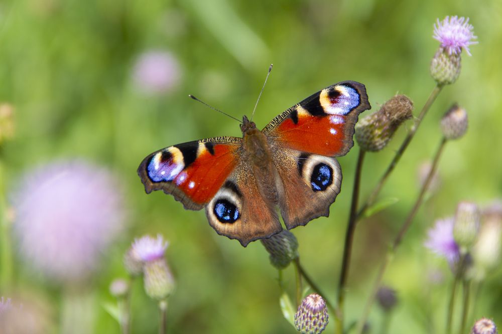 Photograph by Анастасия Северюхина