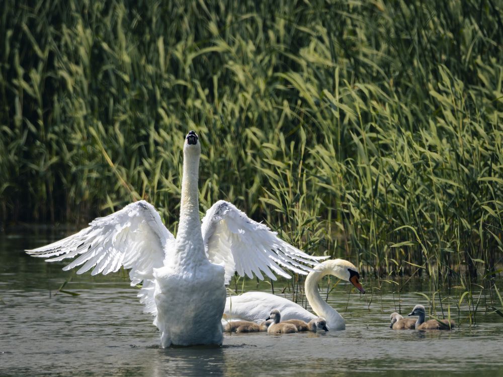 Photograph by Stamen Sotirov