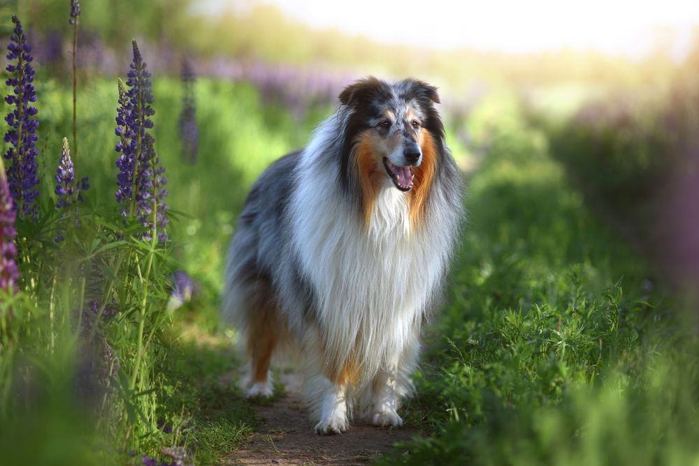 Фотография автора Елена Ушакова
