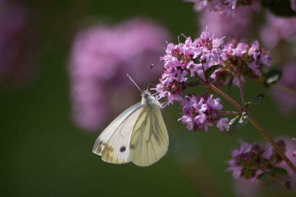 Photograph by Rasita Li