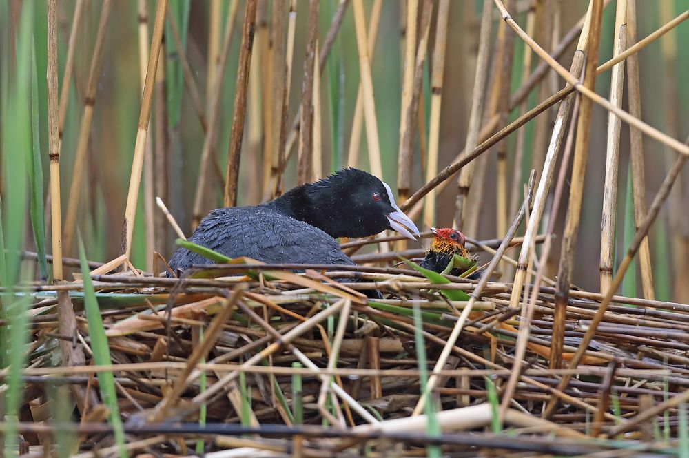 Фотография автора Гусар Александр