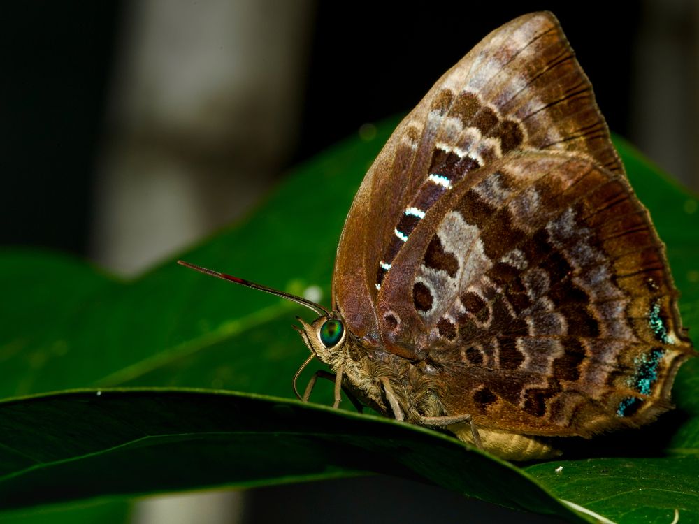 Photograph by Yustiawan