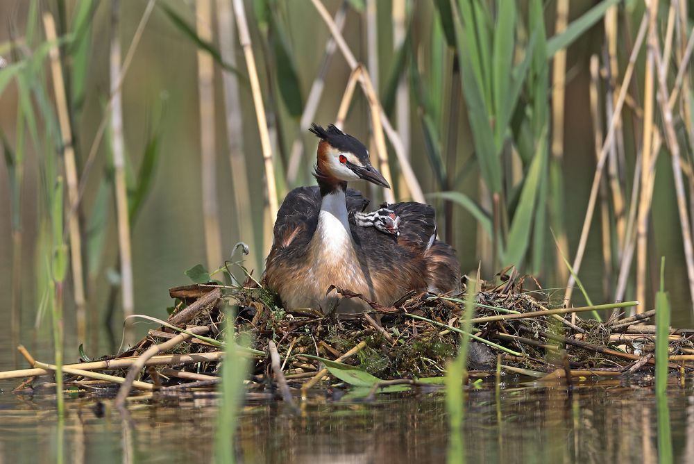К плаванию готов.