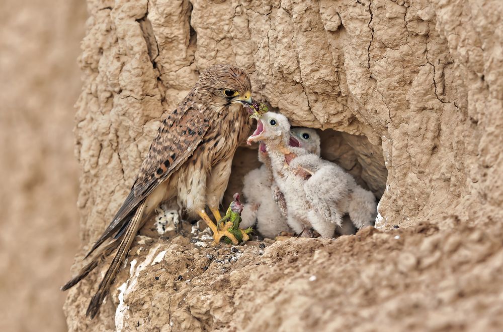 Photograph by Гусар Александр