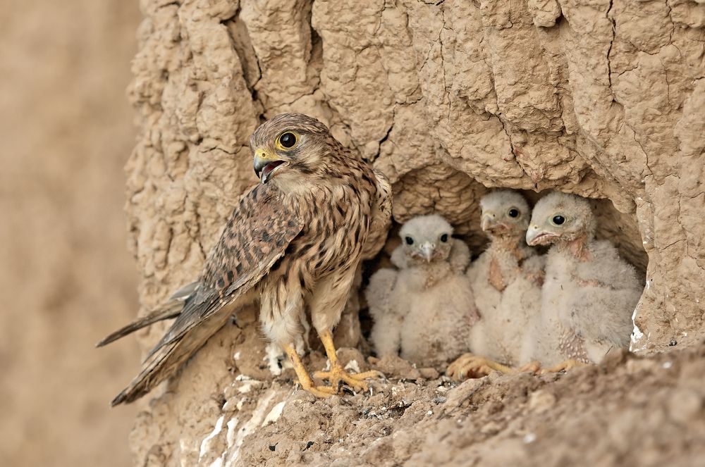 Photograph by Гусар Александр