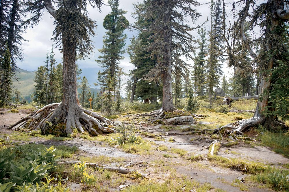 Фотография автора Надежда Думина
