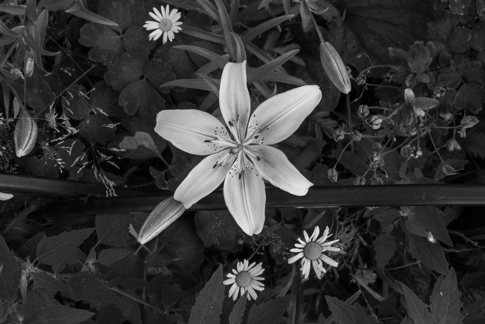 Photograph by Дмитрий Киреев