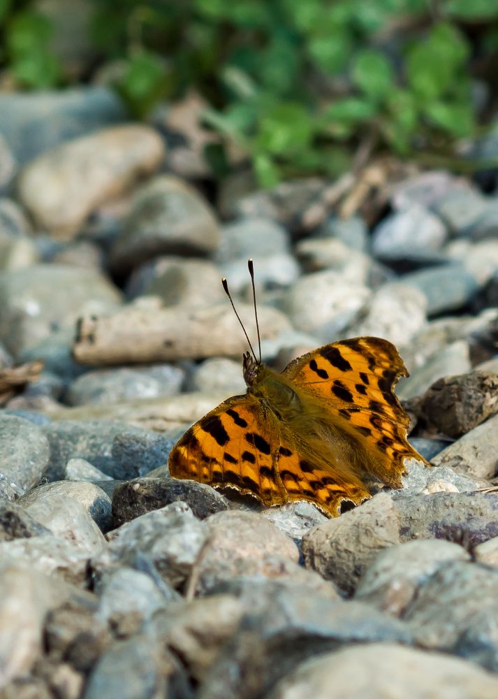 Фотография автора Aleksandr Kadyshev