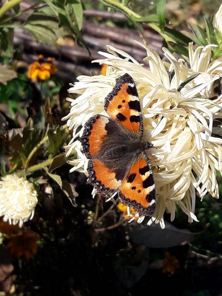 Photograph by Елена Алешкевич