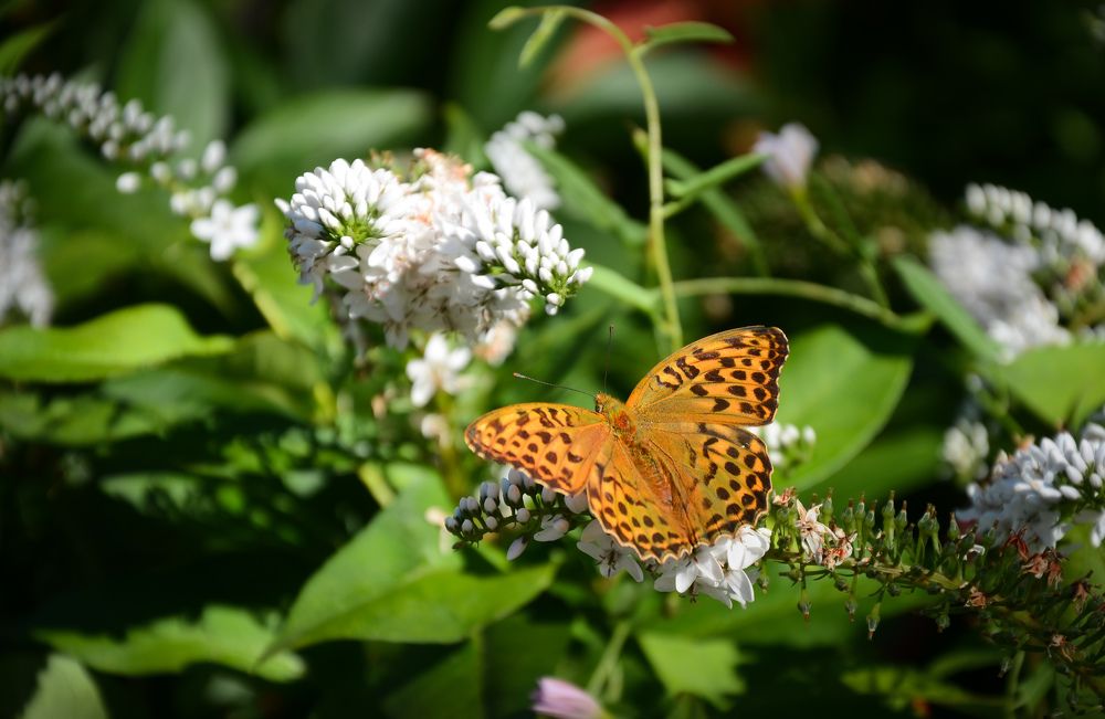 Photograph by Елена Сырцева