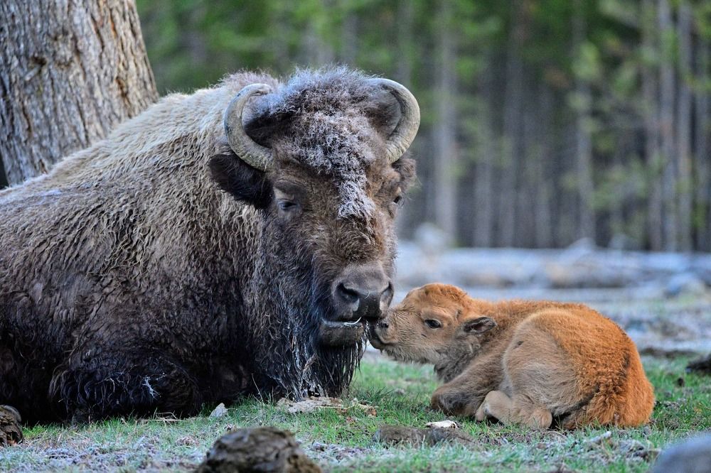 Photograph by Morring David