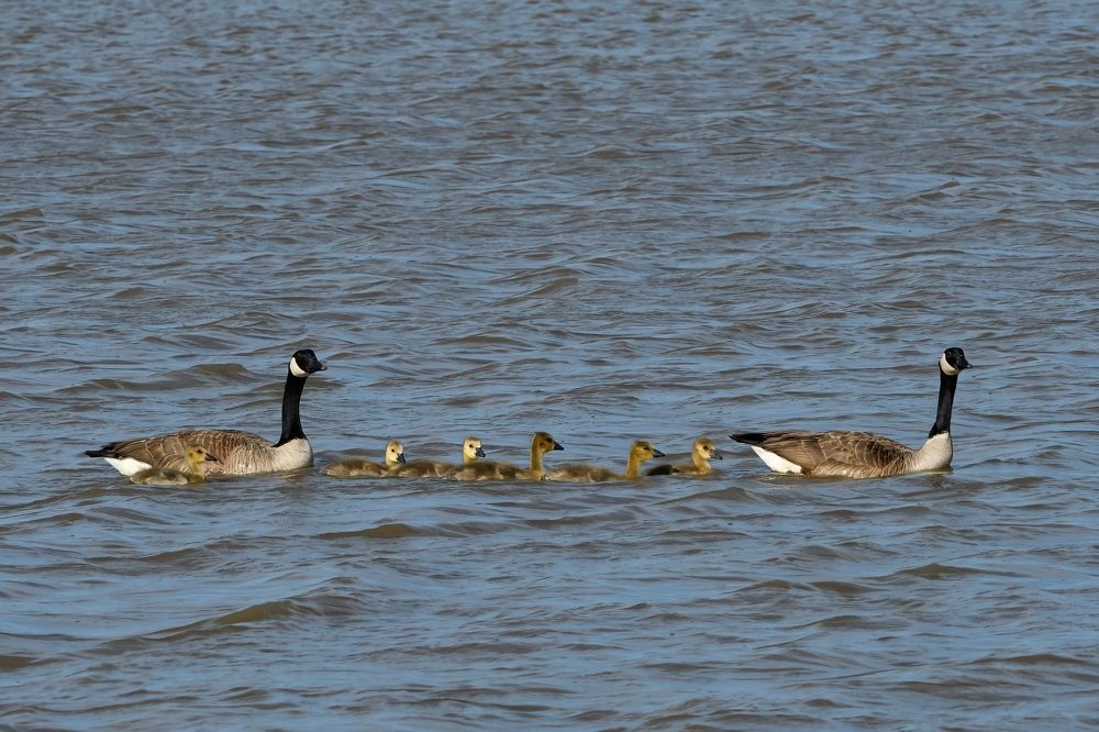 Photograph by Morring David