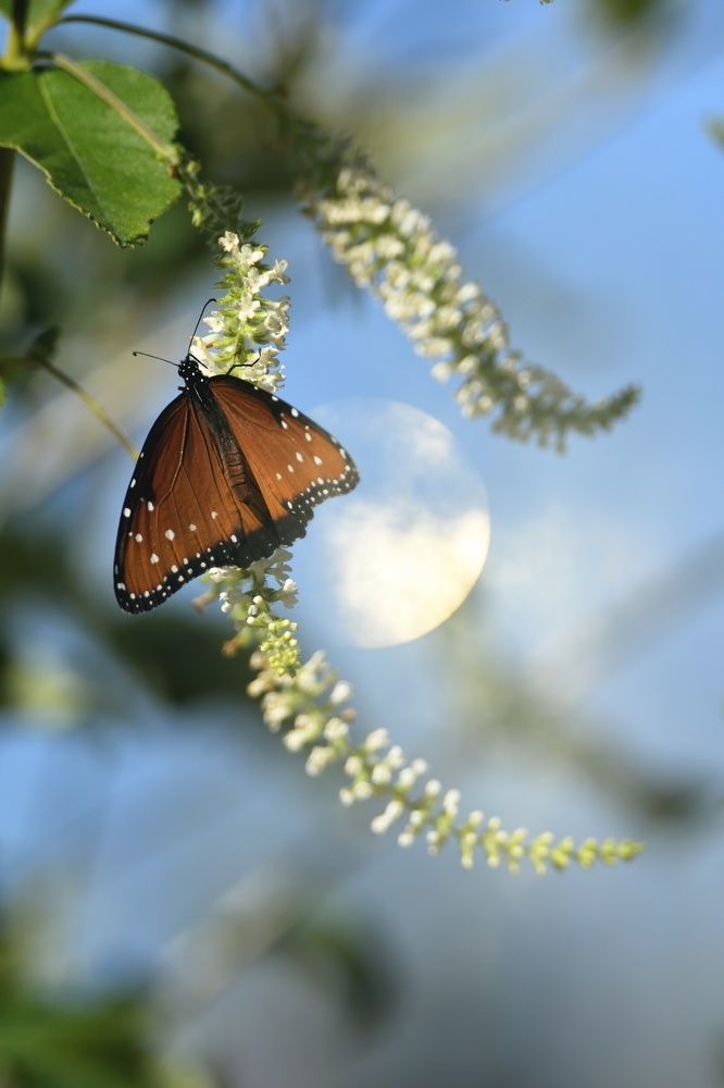 Photograph by Morring David