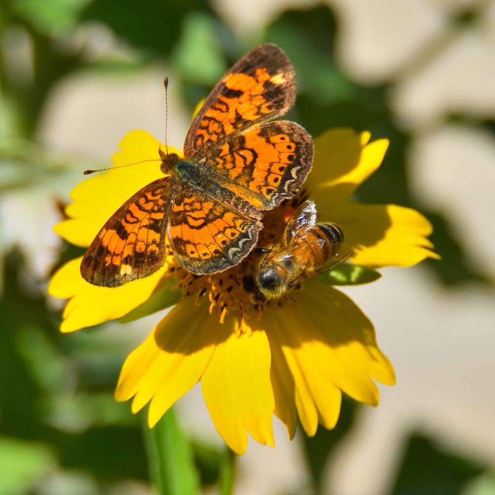 Photograph by Morring David