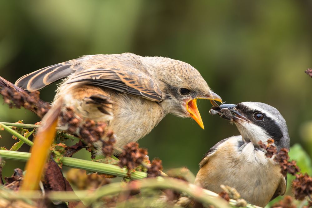 Mother feeding baby