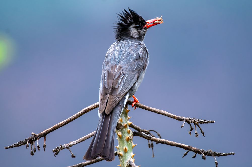 Photograph by Soumya Chandan Panda