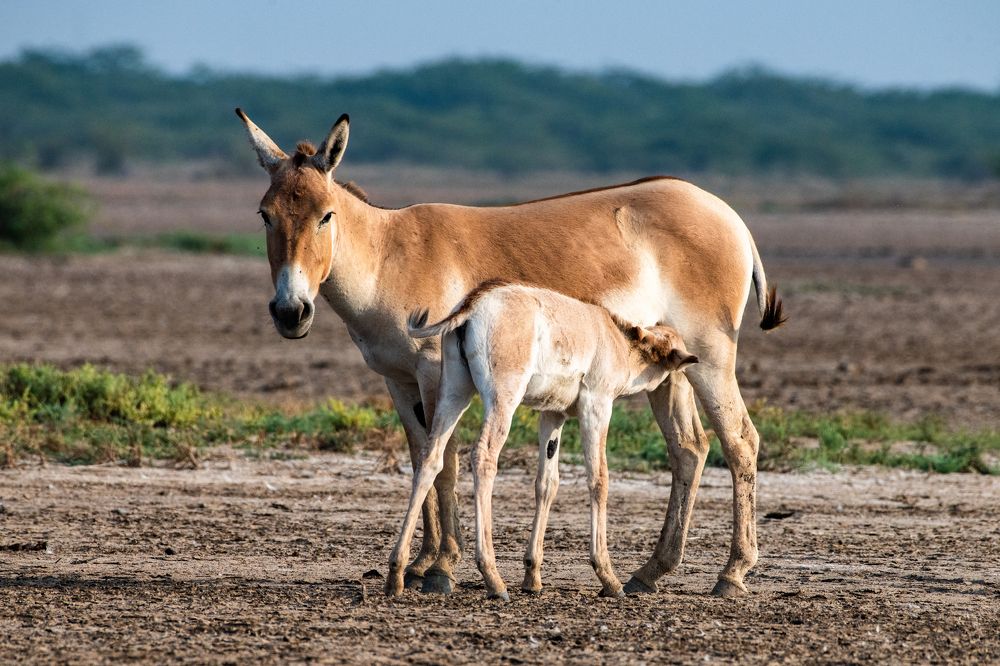 Photograph by Soumya Chandan Panda