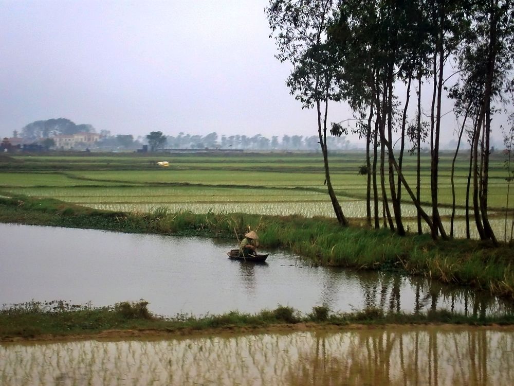 On the rice fields (II)