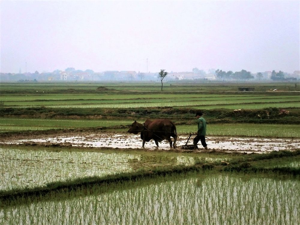 On the rice fields (I)
