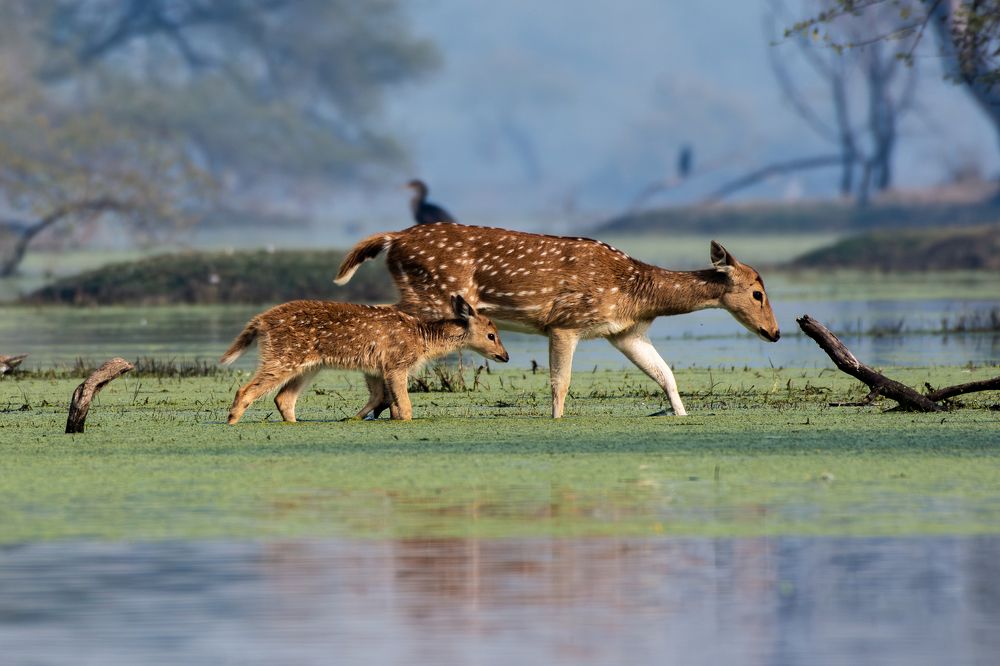 Photograph by Soumya Chandan Panda