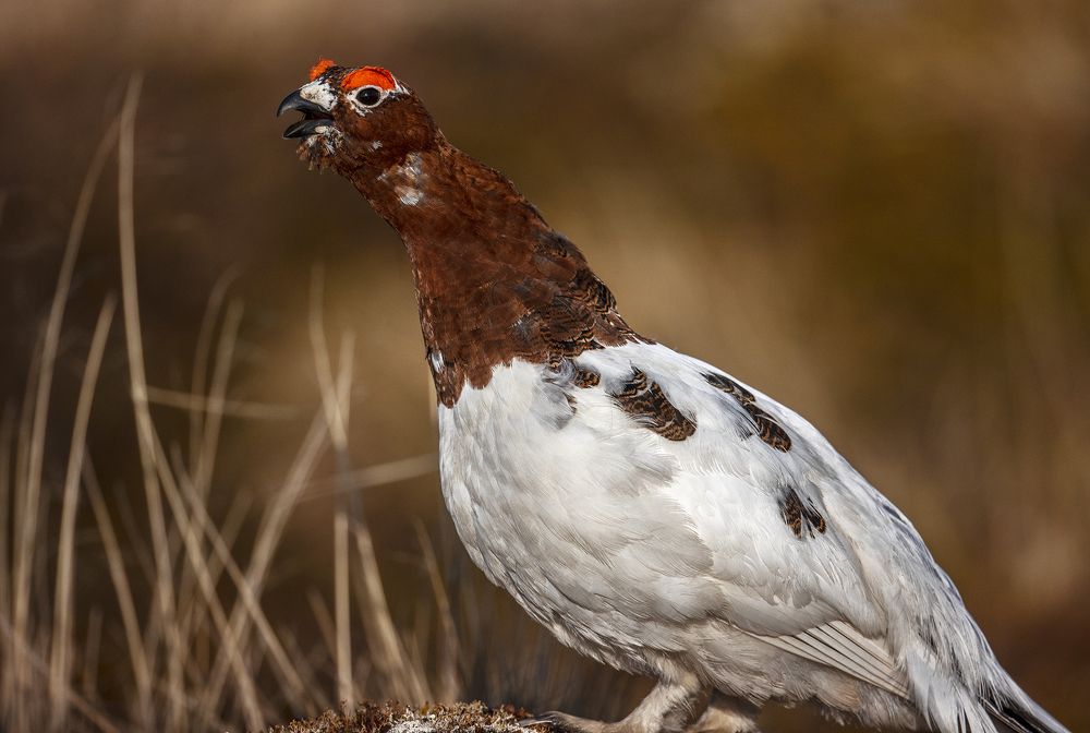 Photograph by Владислав Костылев