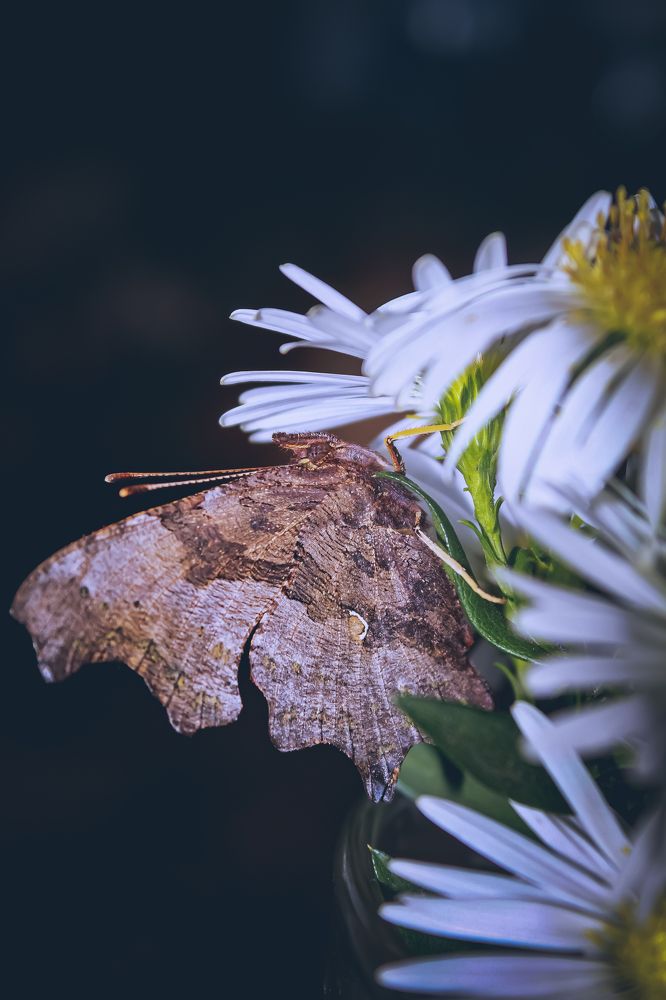 Photograph by Татьяна Слободчикова