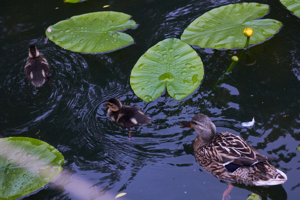 Photograph by Inna Tatarchenko