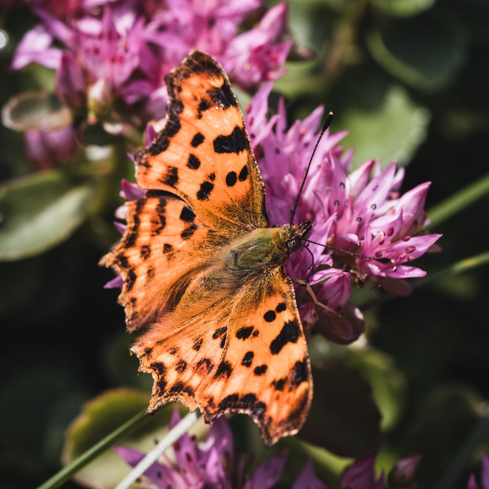 Photograph by Степан Ковыльчик