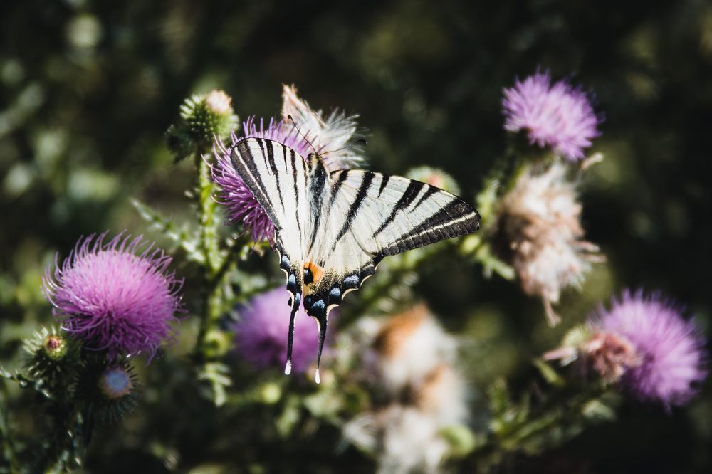 Photograph by Степан Ковыльчик