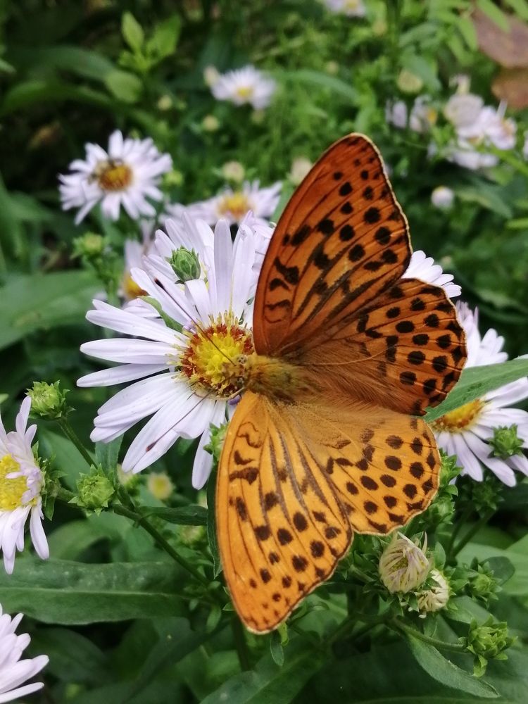 Photograph by Галина Смирнова