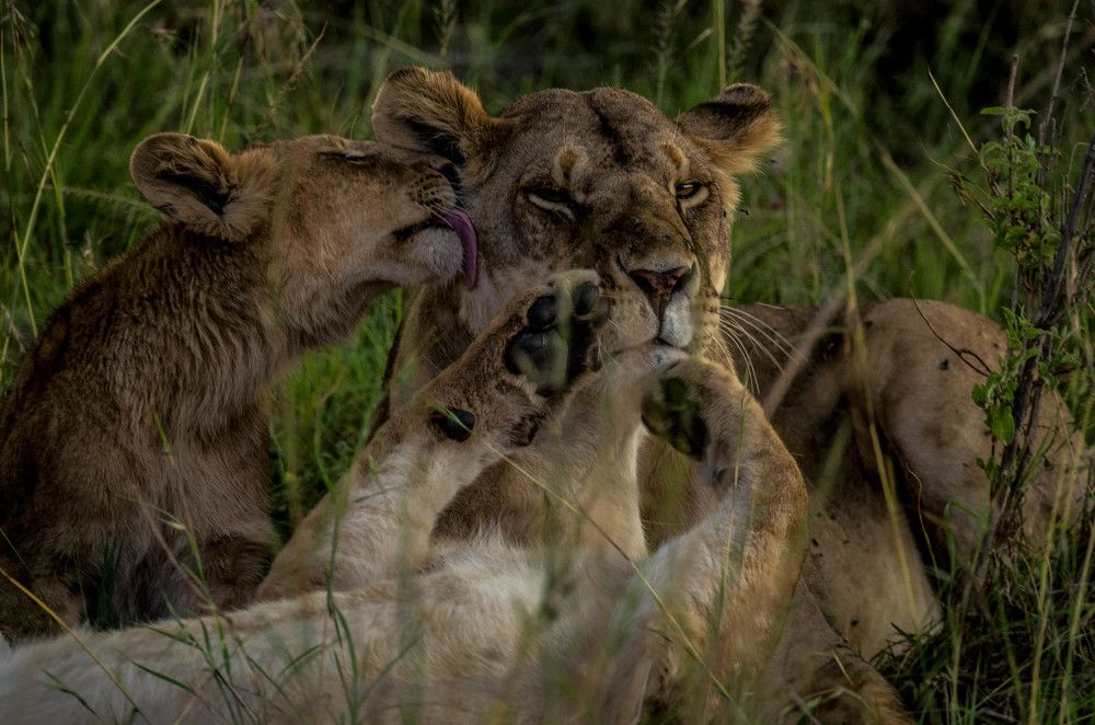 Photograph by Murad Rajabali Habib