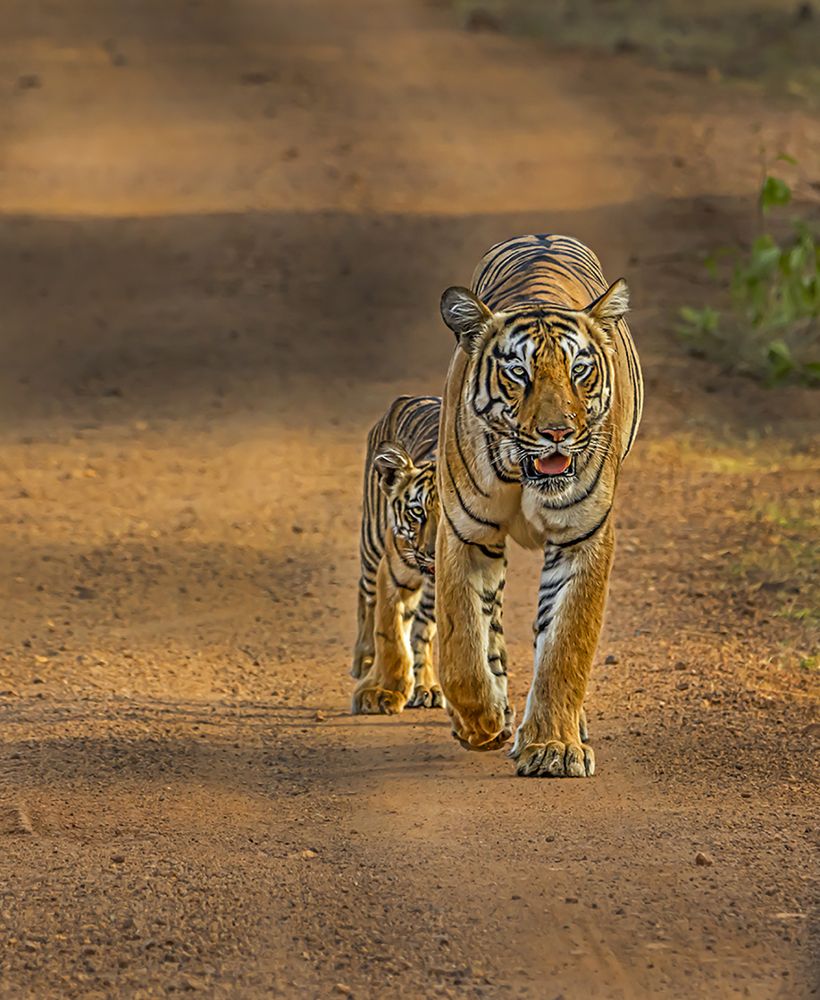 cat walk with cub