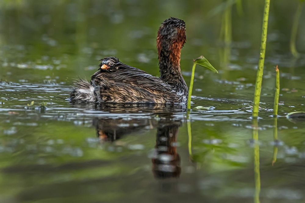 Photograph by Saumi Biswas